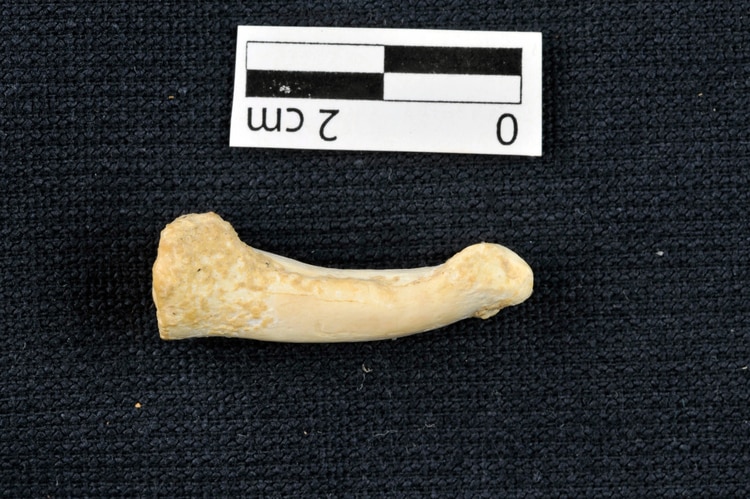 Restos óseos de Homo luzonensis