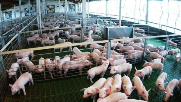 Productores de cerdos reclaman al Gobierno deuda millonaria 
