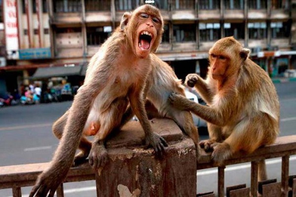 Según contaron sus padres, Prince y Komal, esta no fue la primera vez que los monos trataban de llevarse al niño,
