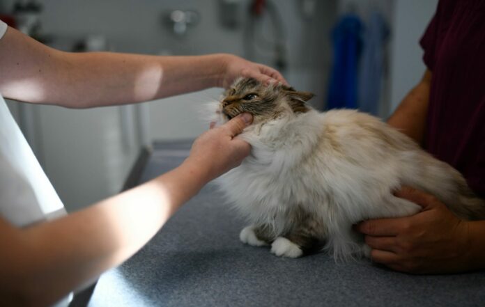 Cuáles son las tres enfermedades más comunes para los gatos y cómo prevenirlas