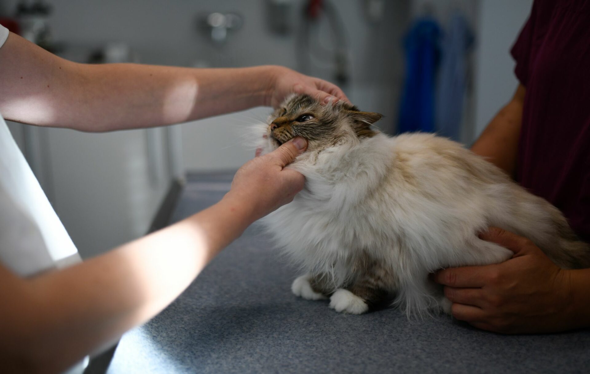 En los gatos, la diabetes puede producir consecuencias graves como ceguera, problemas de circulación, daño renal irreversible e incluso la muerte