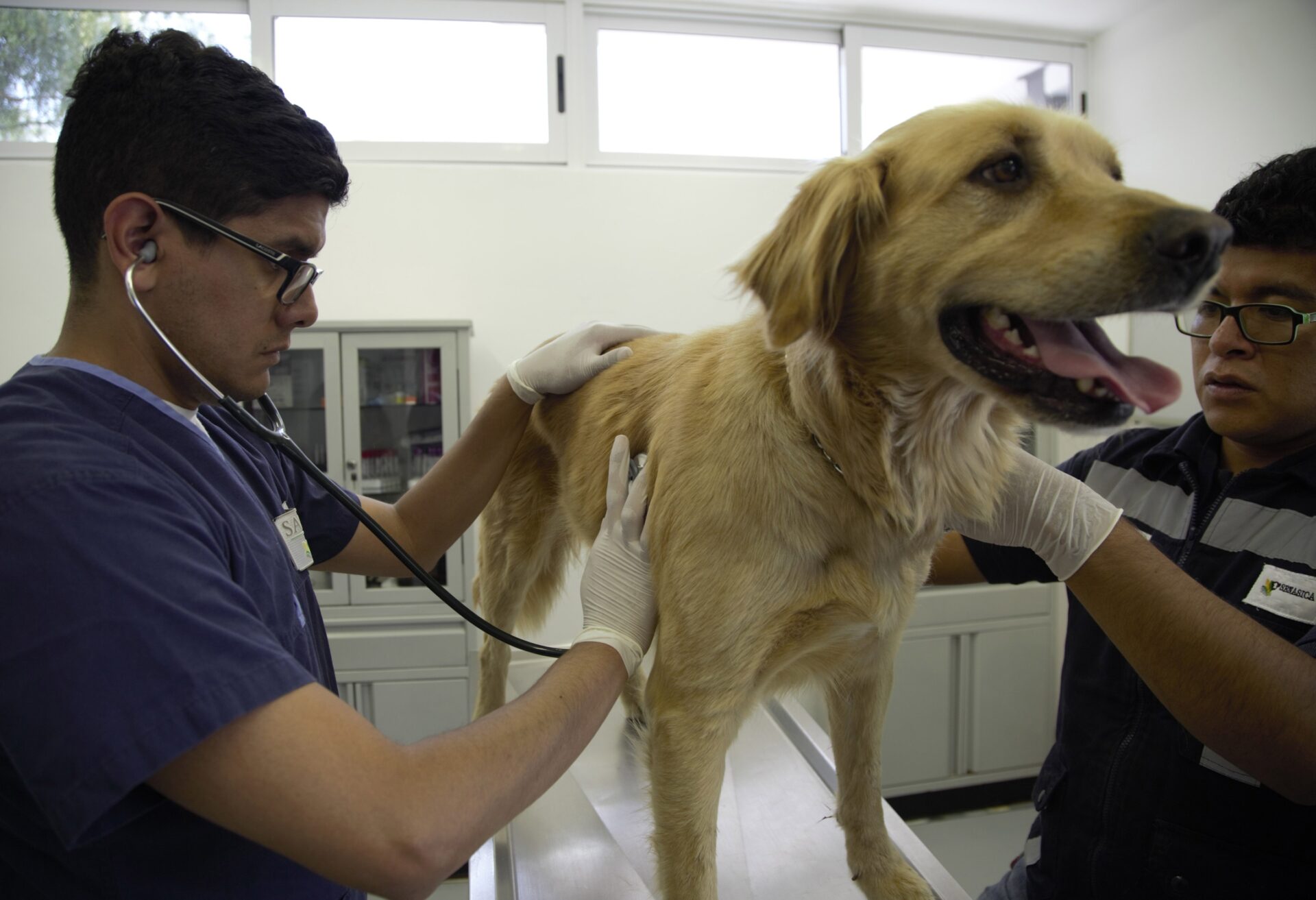 Resulta imprescindible acudir a una consulta con un veterinario al menos dos veces al año para detectar o prevenir signos de diabetes 