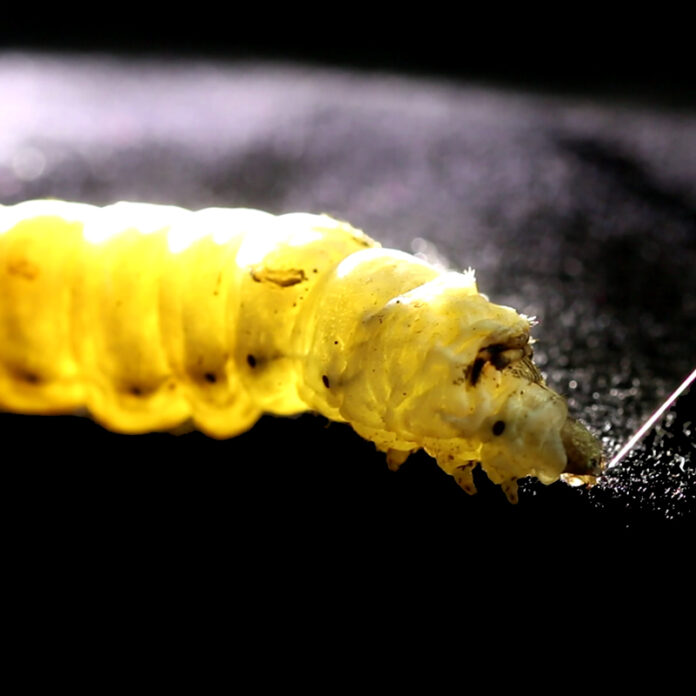 Crean “gusano digital” para develar secretos detrás de la seda más fina del mundo