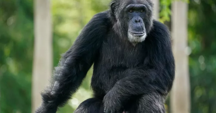 3 chimpancés son abatidos a tiros en un zoológico de Suecia
