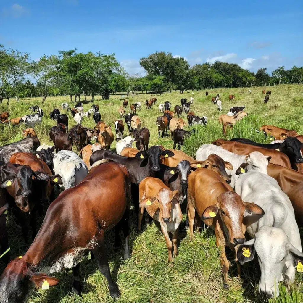 Ganadería de leche genera cerca de 18,000 millones de pesos en la República Dominicana