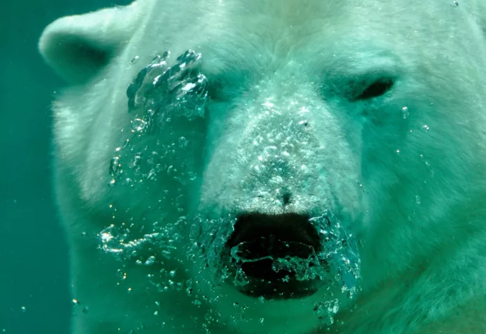close up photo of polar bear underwater