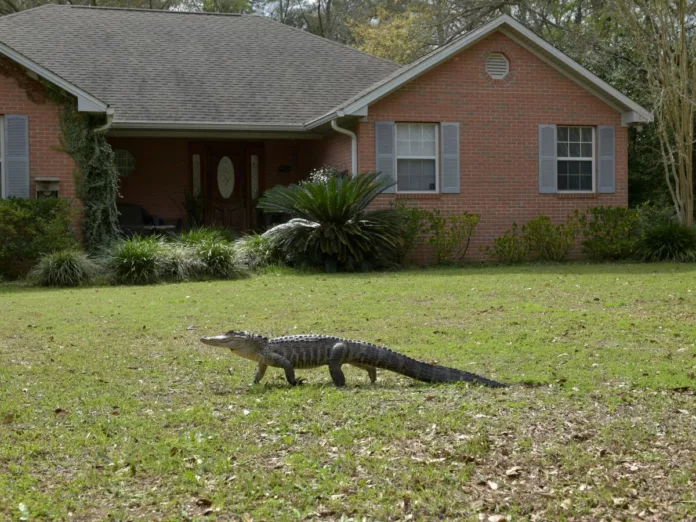 Un caimán mató a una mujer que paseaba con su perro en Florida