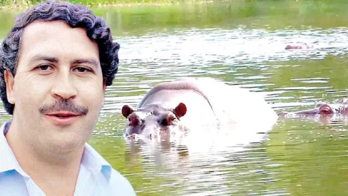 Los hipopótamos de Pablo Escobar se multiplican en Colombia