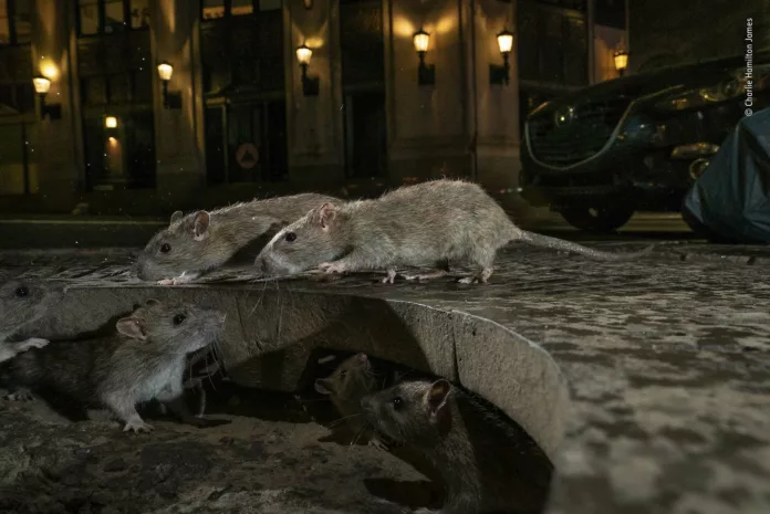 Las ratas de la ciudad de Nueva York pueden portar variantes de COVID-19