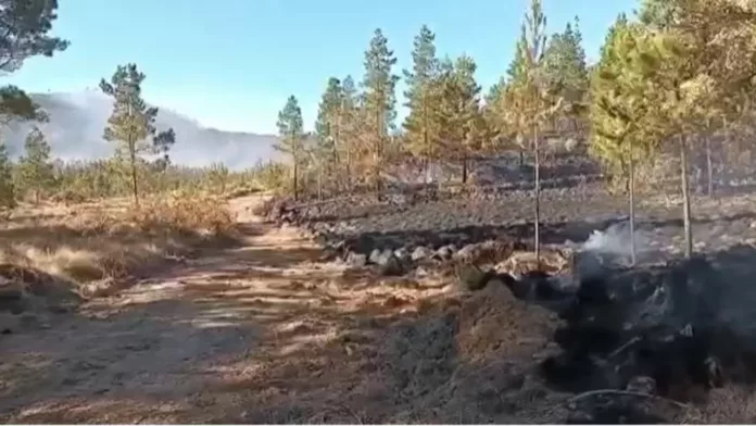 Academia de Ciencias afirma está consternada por daños provocados por incendio forestal en parque Valle Nuevo