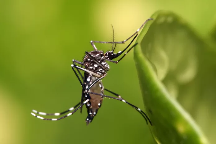 ¿A qué hora del día es más peligroso el mosquito del dengue?