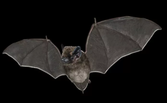 Científicos descubren fósiles de murciélagos de 52 millones de años