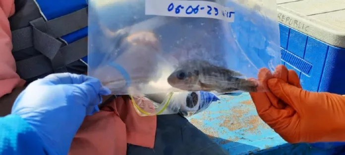 Medio Ambiente explica muerte de peces en presa de Hatillo