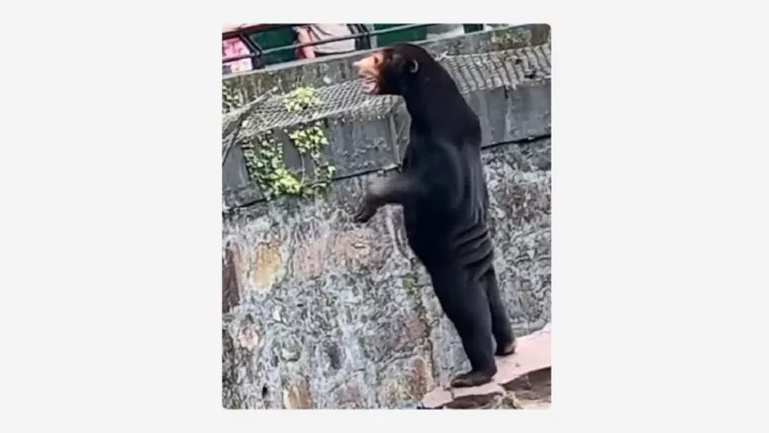 Graban a un oso erguido en un zoo chino y sospechan que sería un humano disfrazado