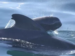 Detectan microplásticos incrustados en tejidos vitales de ballenas y delfines
