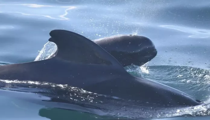 Detectan microplásticos incrustados en tejidos vitales de ballenas y delfines