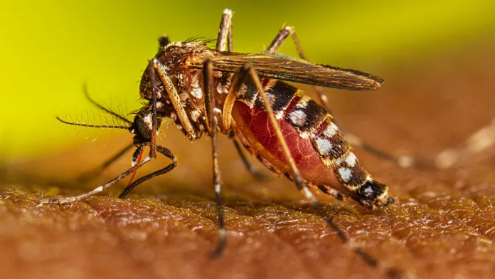 Iglesias evangélicas considera preocupante y alarmante situación epidemia del dengue