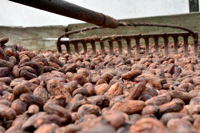 El Bagricola felicita a los cacaotaleros dominicanos en el Día Internacional del Cacao